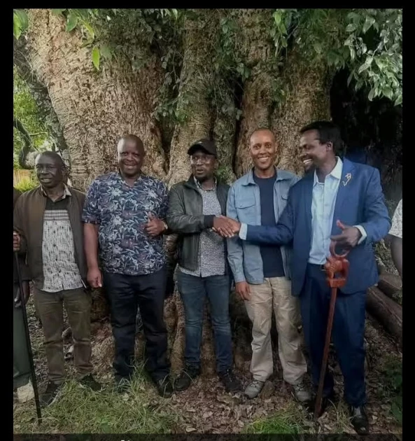 Mogoiwet: The 'sacred tree' rooted in kipsigis leadership and legacy