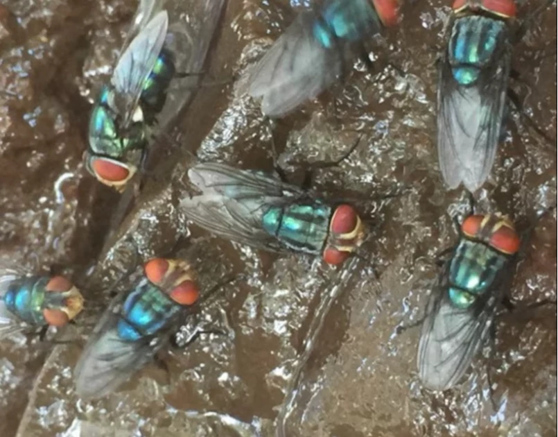 How flesh-eating screwworms in cattle could raise US beef prices