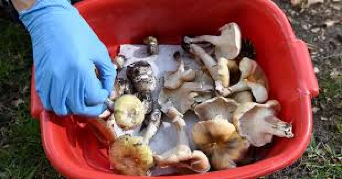 Australian murder suspect says lethal lunch may have contained 'foraged' mushrooms