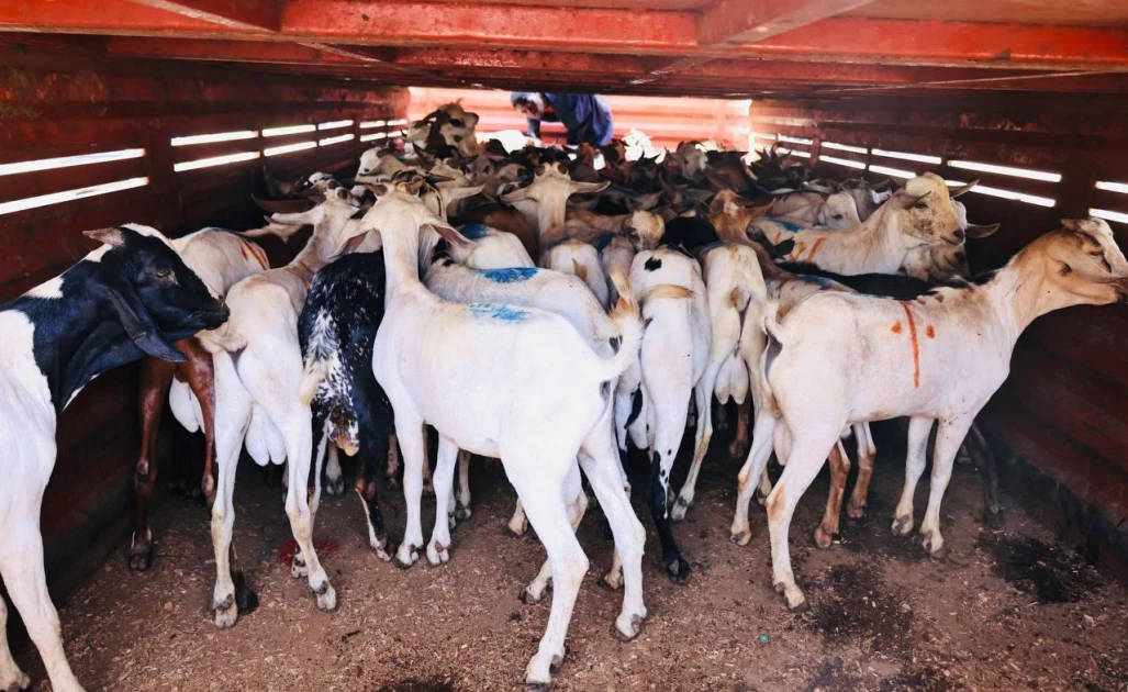 Sakaja donates over 500 goats to Muslim community for Eid al-Adha celebrations