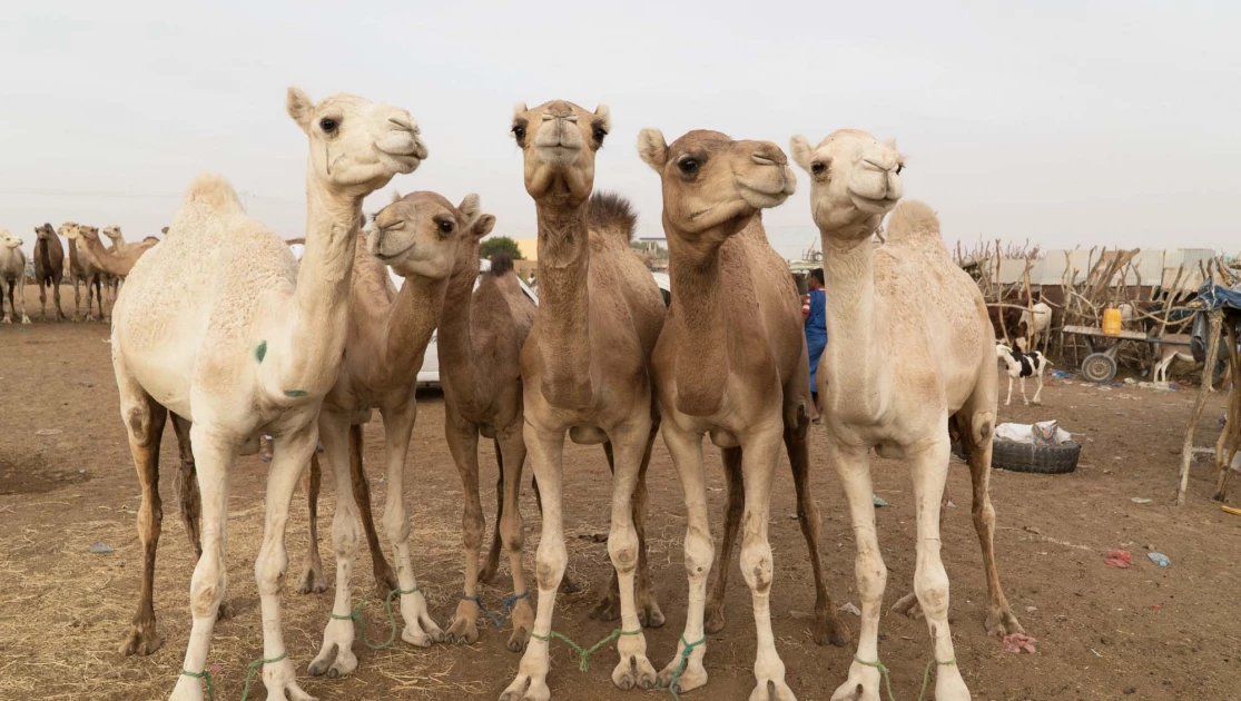 Nairobi forum urges Africa to unlock camel potential for food security