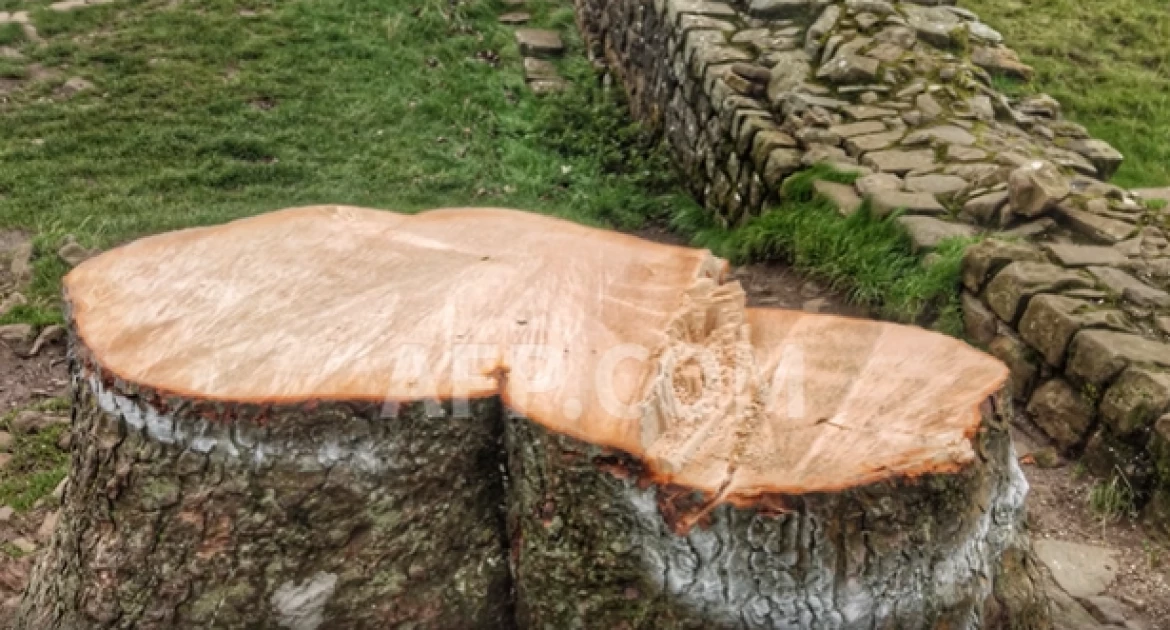 Two men who chopped down iconic UK tree to be sentenced