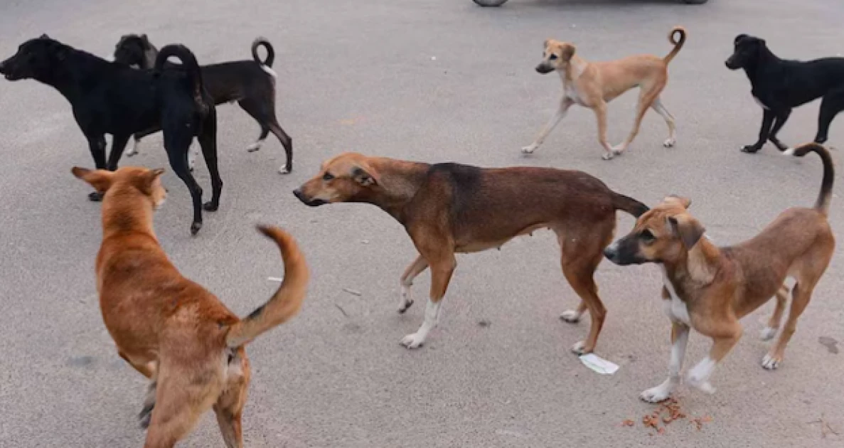 One man killed, others injured as stray dogs terrorise Kirinyaga residents