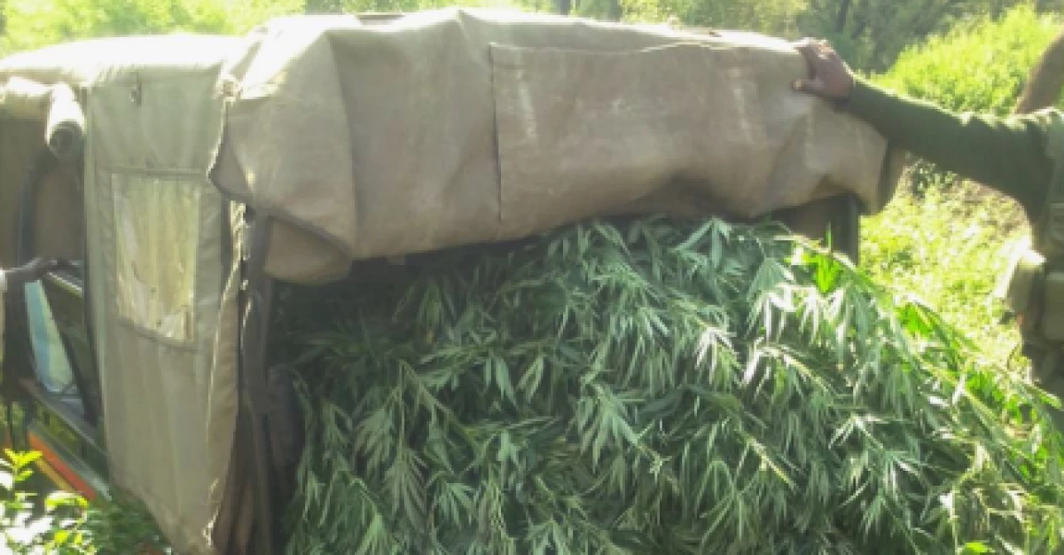 Elgeyo Marakwet: Search for suspected peddlers as 200 kilos of bhang uprooted Elgeyo Marakwet: Search for suspected peddlers as 200 kilos of bhang uprooted