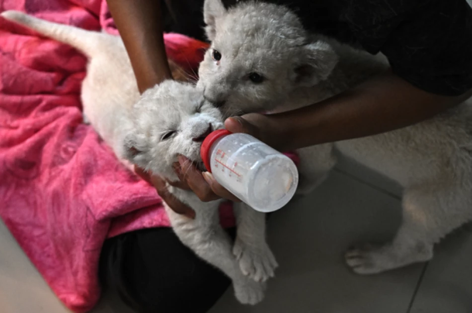 'Absolute madness': Thailand's pet lion problem 'Absolute madness': Thailand's pet lion problem