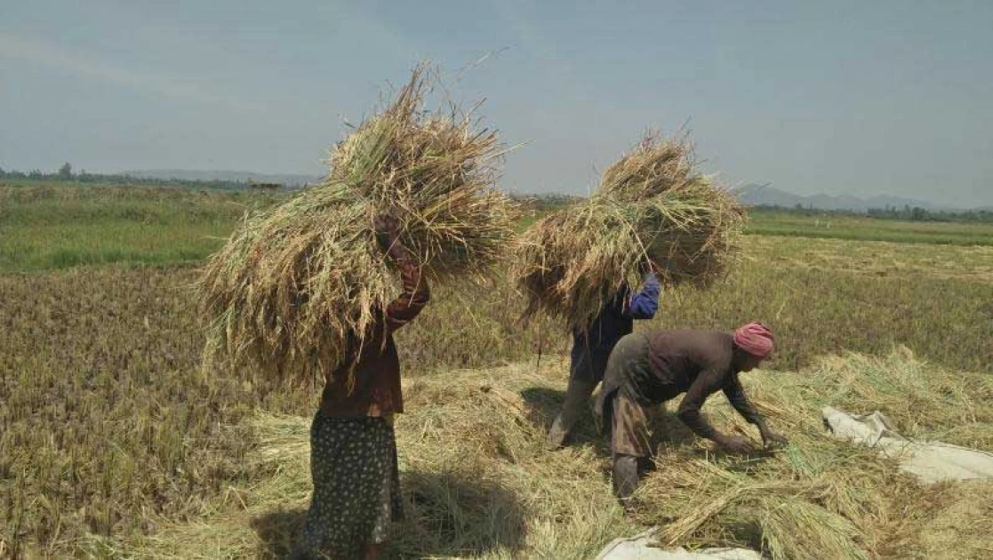 Rice farmers left high and dry as state opens duty free importation window