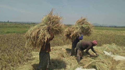 rice-farmers-left-high-and-dry-as-state-opens-duty-free-importation-window-n367180