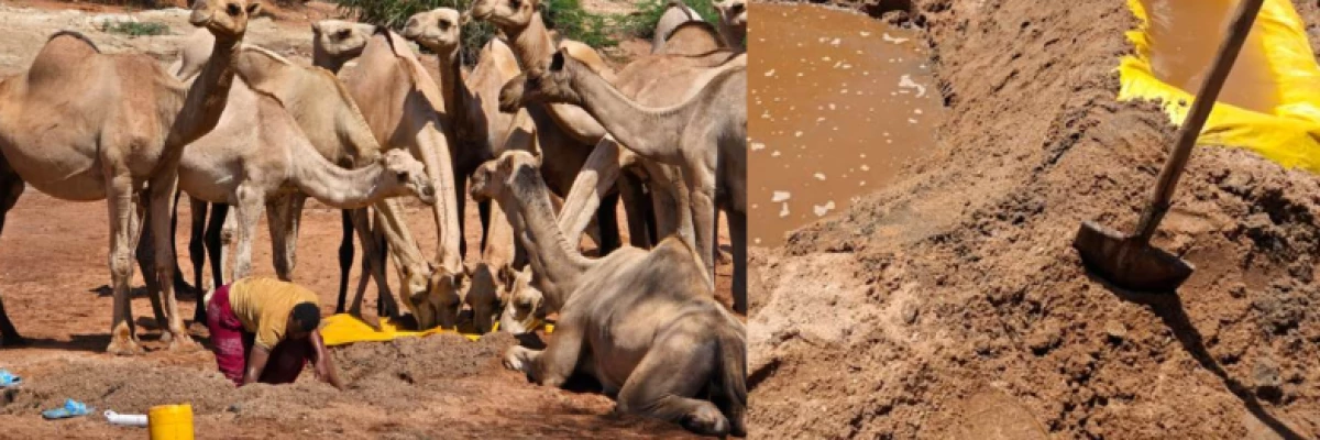Innovation: How Garbatulla’s pastoralists sustain livestock amid drought Innovation: How Garbatulla’s pastoralists sustain livestock amid drought