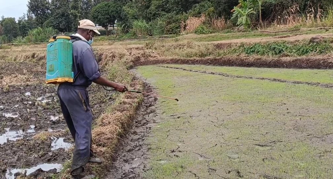 Mwea paddies chocking on snails amid gov't plans to import duty-free rice 