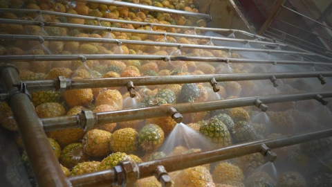 The story of a pineapple: A day at the Del Monte Kenya farms, factory #AD