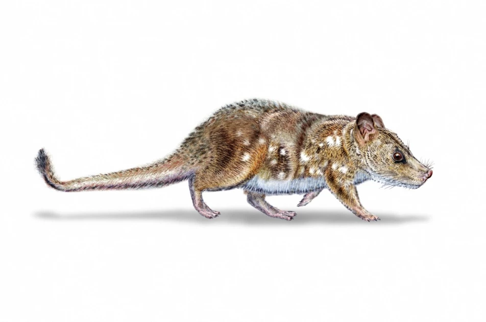 Scientists find 74-million-year-old mammal fossil in Chile Scientists find 74-million-year-old mammal fossil in Chile