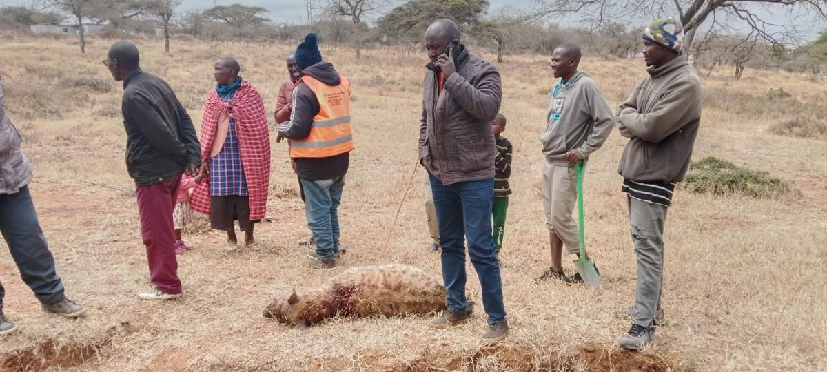 Two injured in rogue hyena attack in Kajiado Two injured in rogue hyena attack in Kajiado