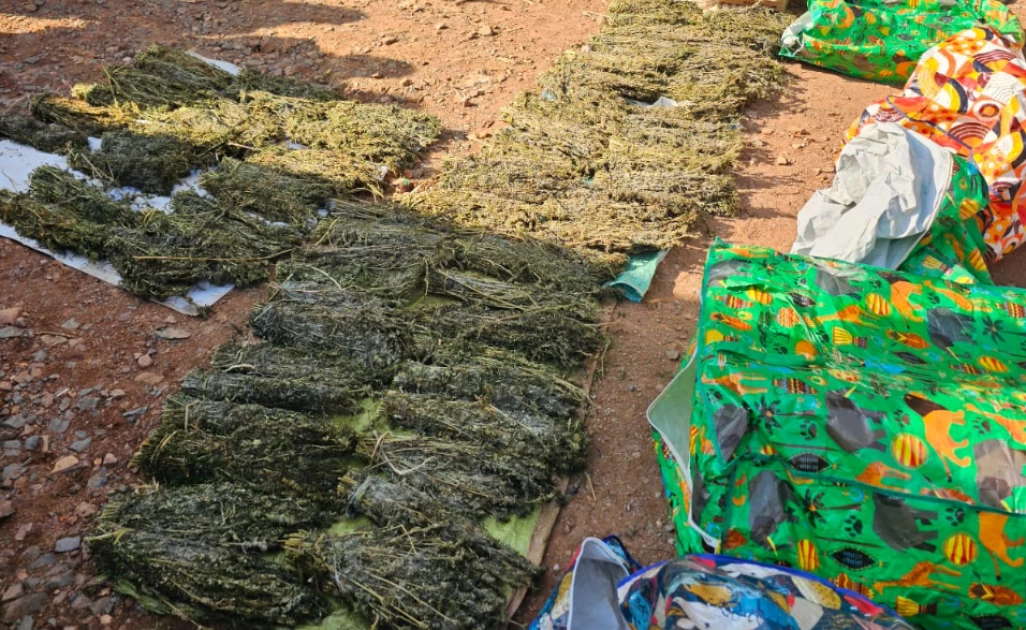 Five arrested as NACADA seizes bhang worth Ksh.2M, counterfeit alcohol in Kisii Five arrested as NACADA seizes bhang worth Ksh.2M, counterfeit alcohol in Kisii