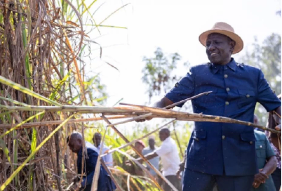 Hope for farmers as Muhoroni Sugar opens its doors again