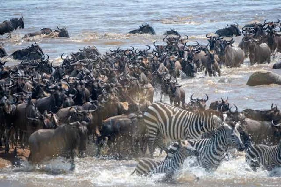 Maasai Mara issues clarification after tourists reportedly obstruct Wildebeest crossing Maasai Mara issues clarification after tourists reportedly obstruct Wildebeest crossing
