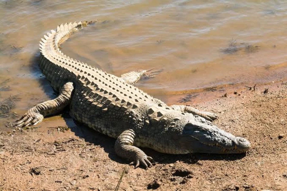 13-year-old boy killed by crocodile in Kibwezi 13-year-old boy killed by crocodile in Kibwezi