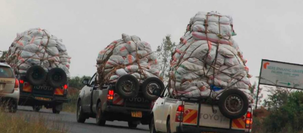 Gov't vows stern action against rogue miraa drivers along Mwea-Embu Highway Gov't vows stern action against rogue miraa drivers along Mwea-Embu Highway
