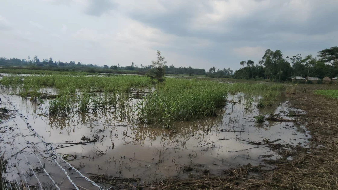 Families in Teso North count losses as floods sweep away crops and homes Families in Teso North count losses as floods sweep away crops and homes
