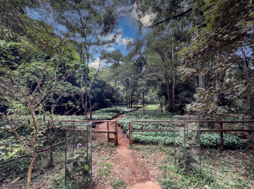 Friends of Karura Forest warns of disruptions as gov't takes over revenue collection