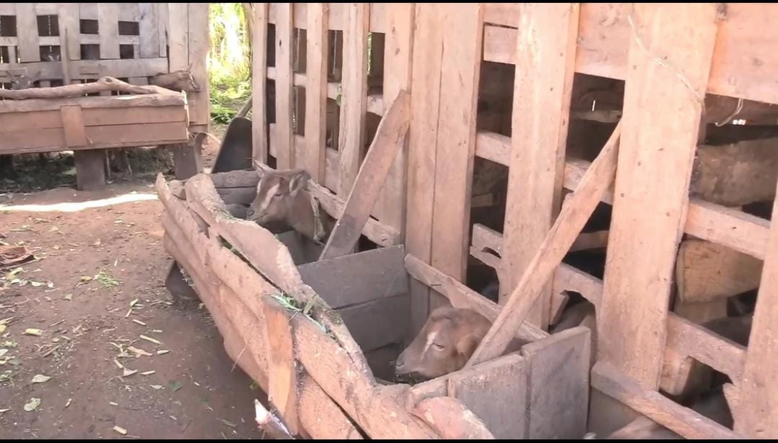 Stray dogs causing havoc, killing goats and sheep in Kirinyaga Stray dogs causing havoc, killing goats and sheep in Kirinyaga