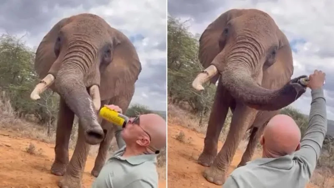 Outrage after tourist filmed pouring beer down elephant’s trunk in Laikipia Outrage after tourist filmed pouring beer down elephant’s trunk in Laikipia