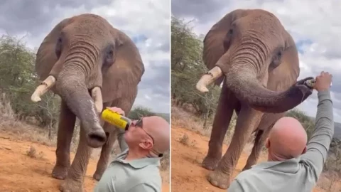 Outrage after tourist filmed pouring beer down elephant’s trunk in Laikipia Outrage after tourist filmed pouring beer down elephant’s trunk in Laikipia