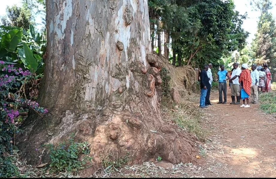 Tragedy in Kirinyaga as two brothers, 8 and 3, killed by falling tree limb Tragedy in Kirinyaga as two brothers, 8 and 3, killed by falling tree limb