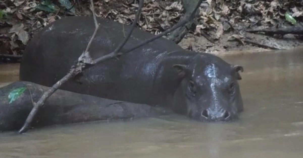 Hippo capsizes boat, 11 missing Hippo capsizes boat, 11 missing