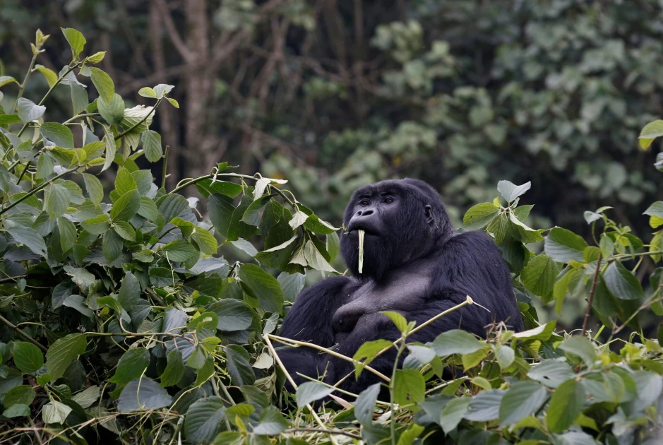 Overcrowding kills infant gorillas in Rwanda habitat Overcrowding kills infant gorillas in Rwanda habitat