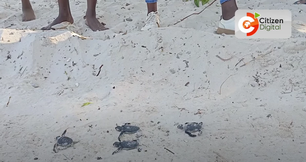 Scientists battle myths, modern threats to save Kenya’s sea turtles
