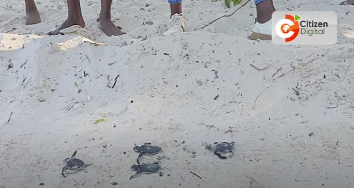 Scientists battle myths, modern threats to save Kenya’s sea turtles