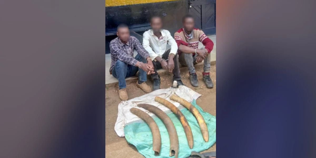 Three suspects in possession of elephant tusks arrested