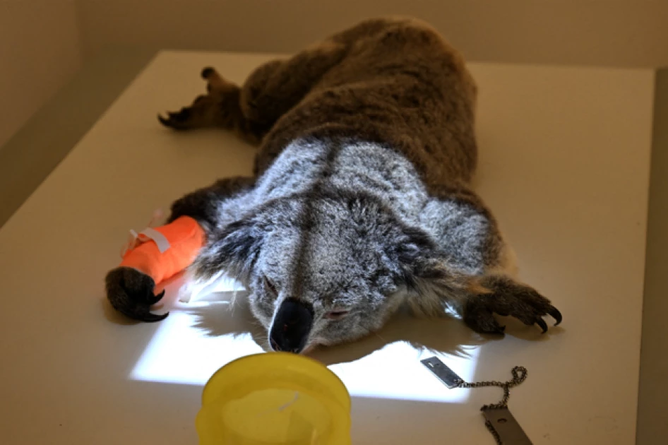 Australia approves chlamydia vaccine for koalas Australia approves chlamydia vaccine for koalas