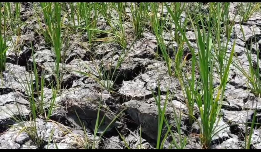 Mwea farmers raise alarm over water shortage, fear losses