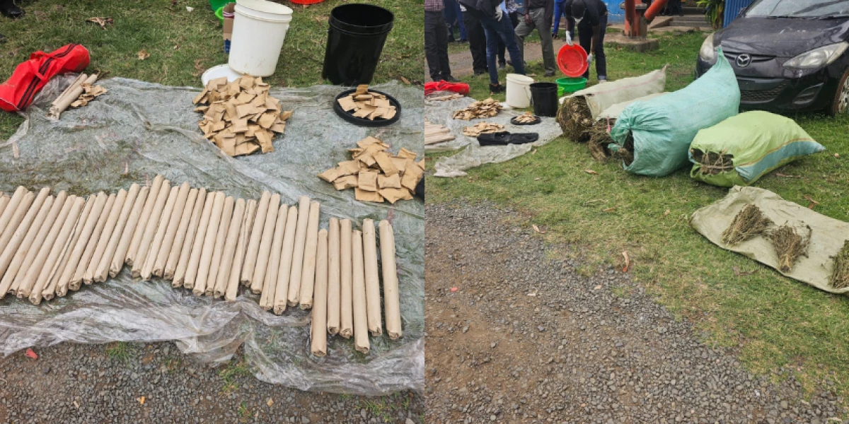 Two arrested as NACADA seizes bhang worth Ksh.5M near university hostels in Homa Bay