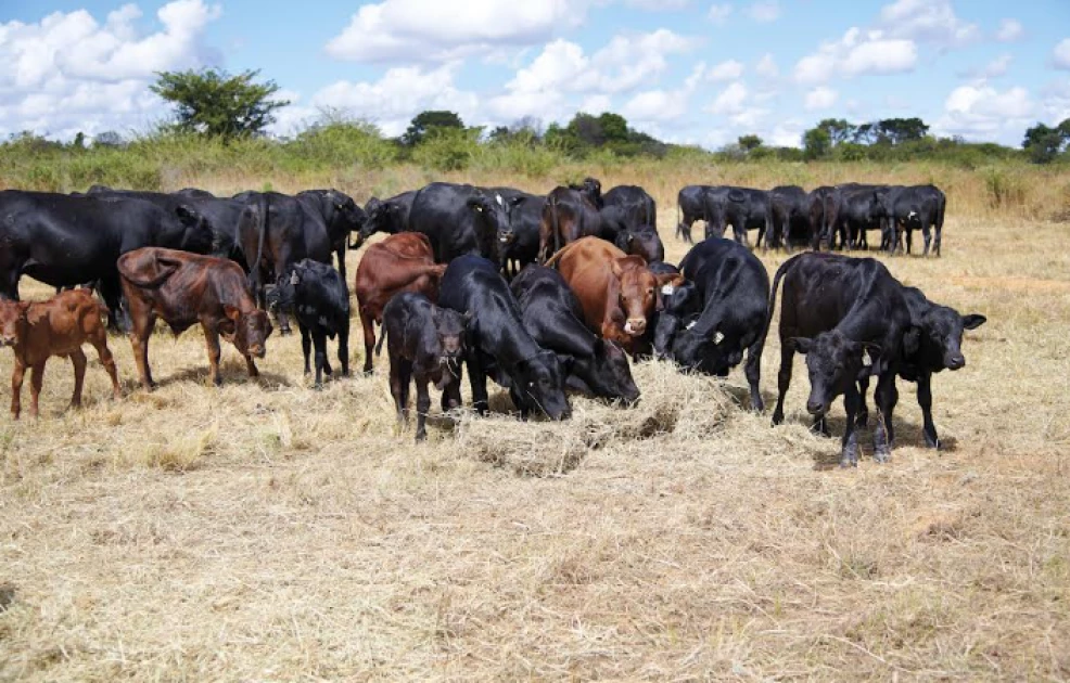 African farmers to benefit from global push for low-methane, resilient livestock