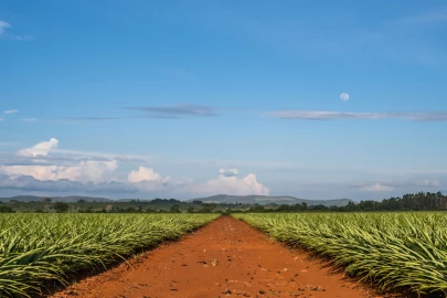 Thika: The village town that fell in love with pineapples #AD