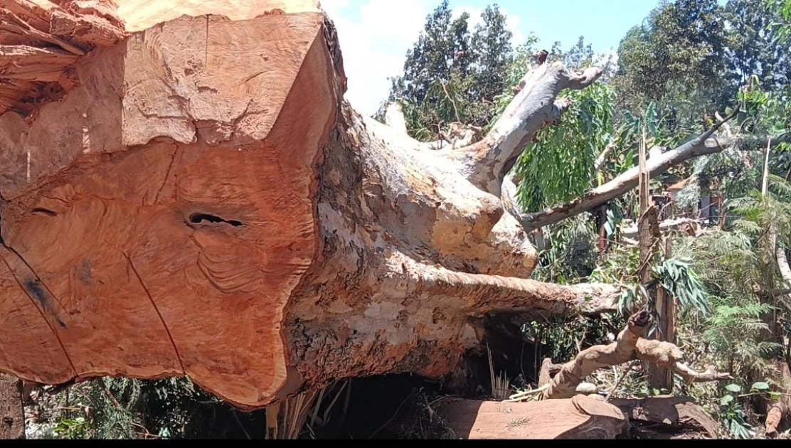 100-year-old tree cut down after tragedy claims two children in Kirinyaga 100-year-old tree cut down after tragedy claims two children in Kirinyaga