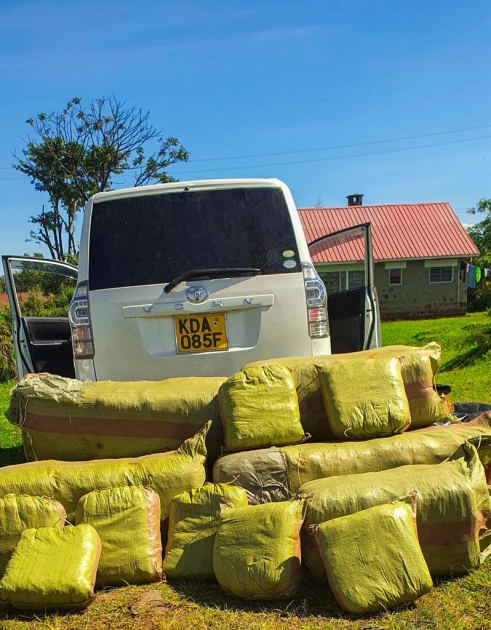 Over 300 kilograms of bhang seized in Kericho; manhunt underway for suspect