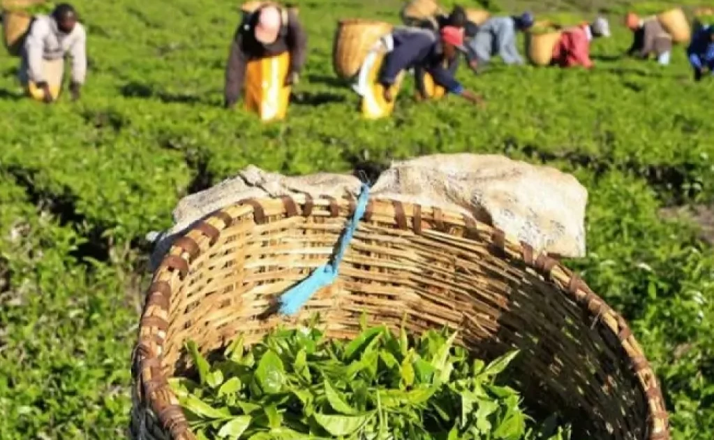 Tea farmers brace for lower bonuses amid calls for sector reforms