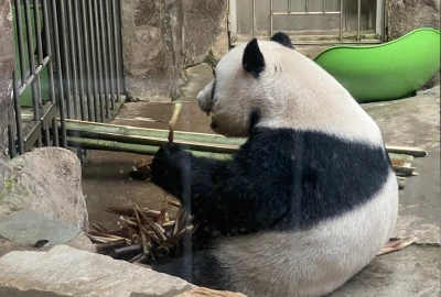 A Sunday morning search for a Panda in Beijing zoo