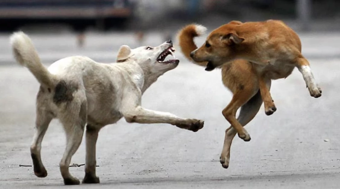World Rabies Day: What to do when a dog bites you