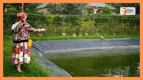 MADE IN KENYA: Sho Shin Innovations Hub develops technology for fish farmers 