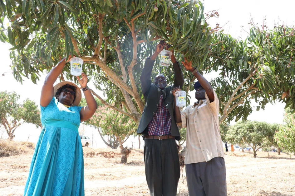 From rotting mangoes to renewed hope: Makueni farmers find relief in fruit fly traps From rotting mangoes to renewed hope: Makueni farmers find relief in fruit fly traps