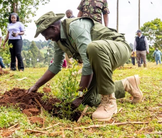 Kenya seeks to plant 100 million trees on October 10th: Is Ruto's 15 billion target still on track?