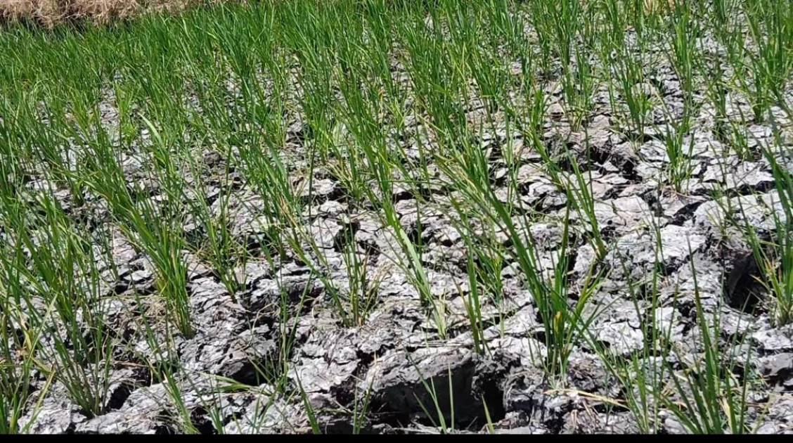 Mwea rice farmers threaten to stop water levy payments over poor roads