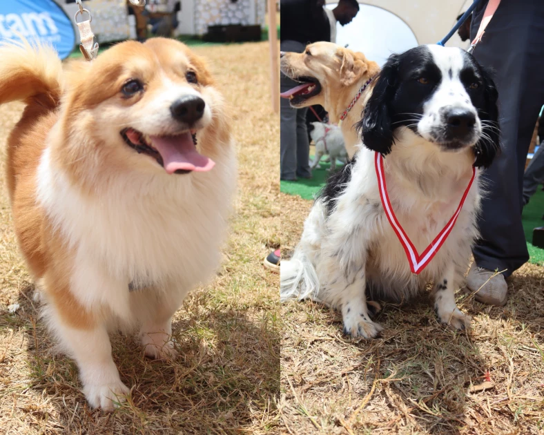 Dogtoberfest: The bourgeoisie Nairobi event that is all about dogs