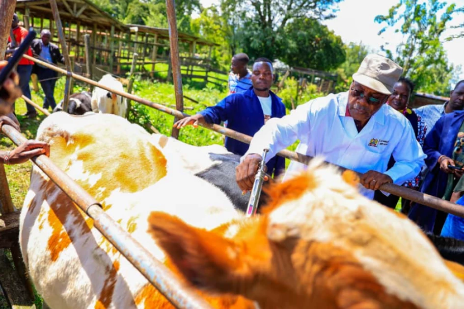 Uasin Gishu County intensifies fight against foot and mouth disease Uasin Gishu County intensifies fight against foot and mouth disease