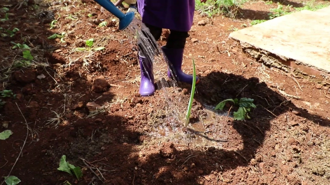 Kenyan stakeholders push for organic farming to tackle food insecurity Kenyan stakeholders push for organic farming to tackle food insecurity