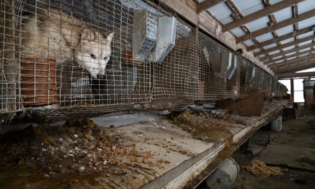 Spain finds 250 dead animals in 'breeding ground of horror'